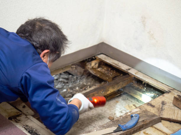 Mold Removal Process in New Castle, CO