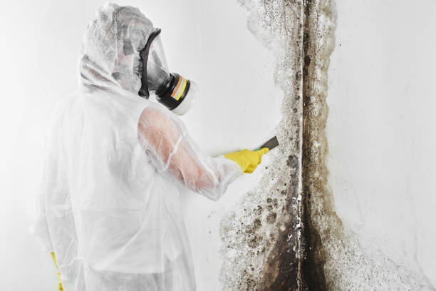 Professional Mold Removal in New Castle, CO