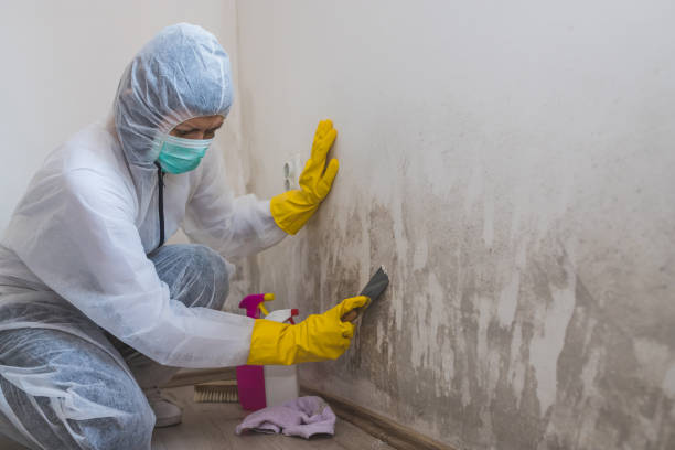 Best Same-Day Mold Removal  in New Castle, CO