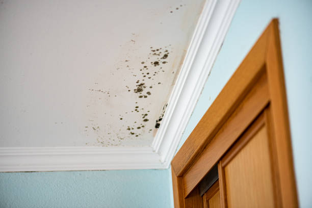 Best Professional Mold Removal  in New Castle, CO