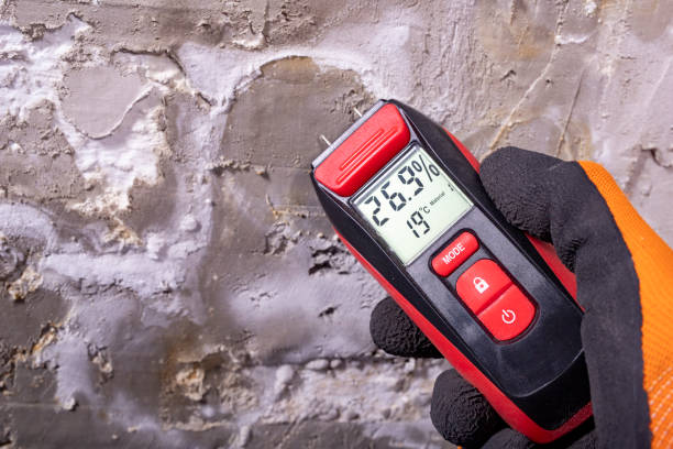 Best Fast Mold Removal  in New Castle, CO