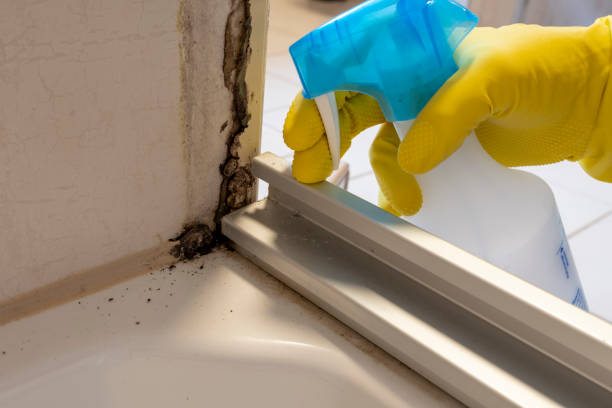 Best Mold Remediation  in New Castle, CO