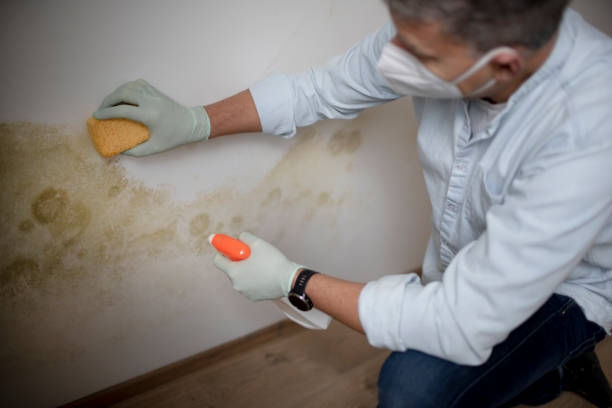 Best Office Mold Removal Services  in New Castle, CO