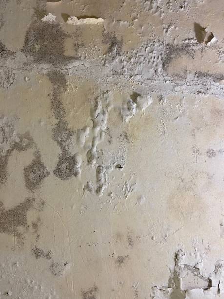 Best Commercial Mold Removal  in New Castle, CO