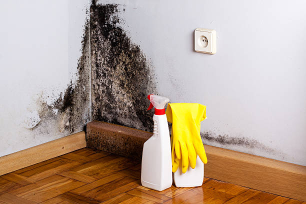 Best Emergency Mold Removal  in New Castle, CO