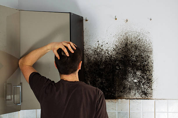  New Castle, CO Mold Removal Pros