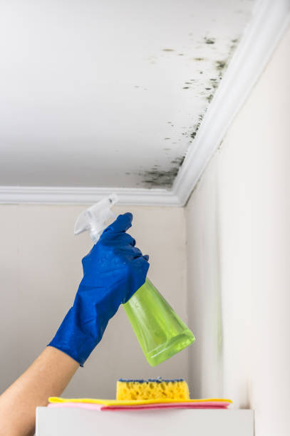 Best Mold Cleaning Services  in New Castle, CO